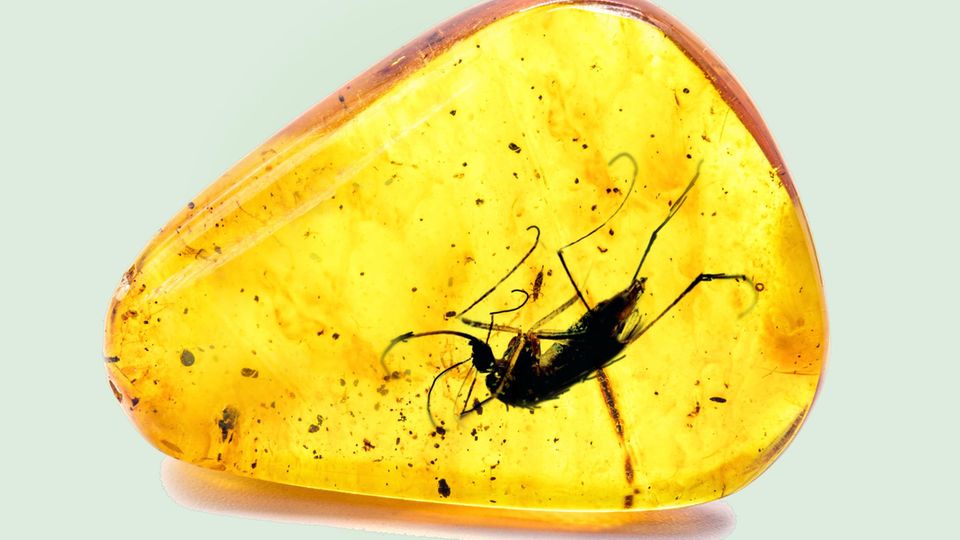 Mücke in einem Bernstein Mücke in einem Bernstein