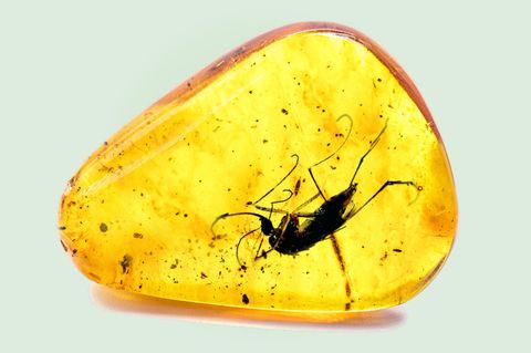 Mücke in einem Bernstein
