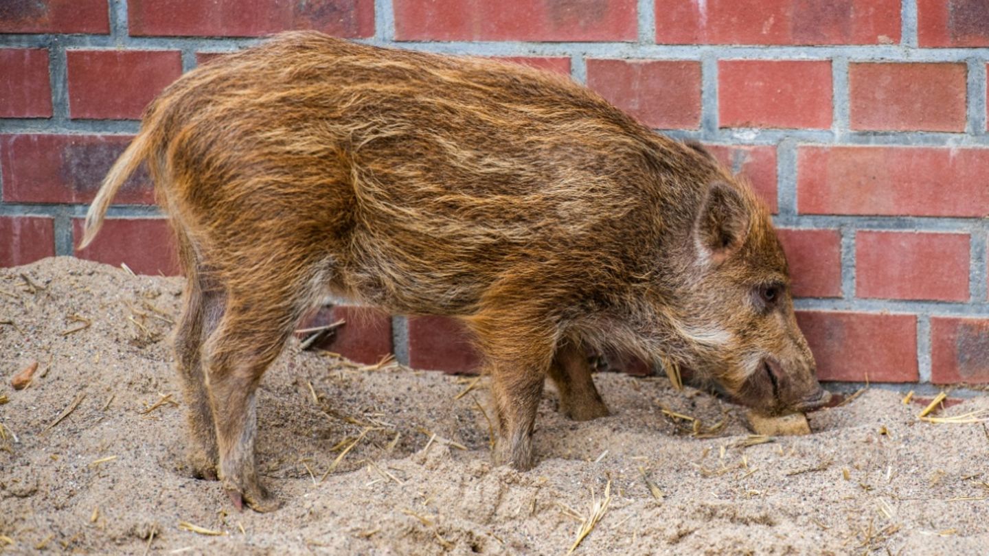 Rheinland-Pfalz-Vermeintlicher-Einbrecher-entpuppt-sich-als-junges-Wildschwein