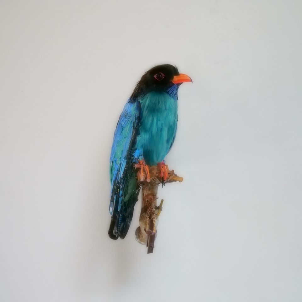 Thomas Deininger: Blauer Kunstvogel