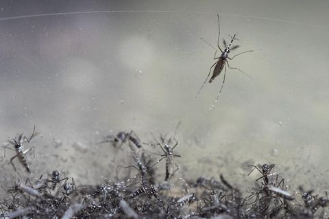 Gefährliches Virus: WHO warnt vor Risiko einer weltweiten Chikungunya-Epidemie