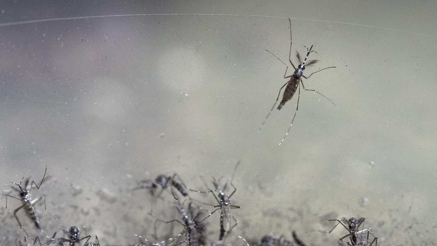 Gefährliches Virus: WHO warnt vor Risiko einer weltweiten Chikungunya-Epidemie