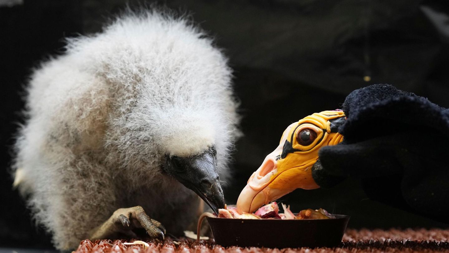 24. Juli: Nachahmungstäter Prag, Tschechien. Ein kleiner Savannen-Gelbkopfgeier (Cathartes burrovianus), der vor rund drei Wochen geschlüpft ist, wird mithilfe einer Puppe, die einen Elternvogel imitiert, im Zoo gefüttert