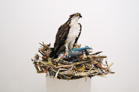 Kunst: Müllvögel
