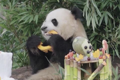 Pandas verputzen riesiges Festmahl zum dritten Geburtstag