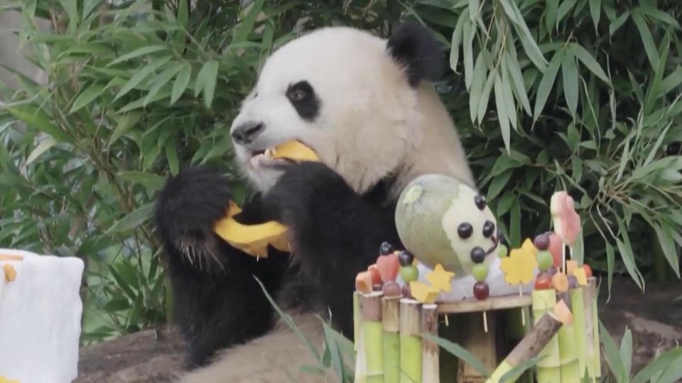 Pandas verputzen riesiges Festmahl zum dritten Geburtstag