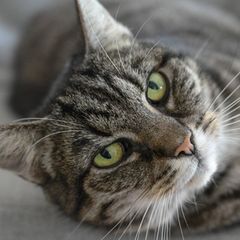 Eine grau getigerte Katzen schaut in die Kamera