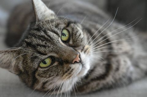 Eine grau getigerte Katzen schaut in die Kamera