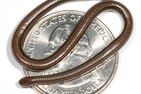 Unauffällig, ziemlich klein und gut getarnt: Die Barbados-Fadenschlange ist leicht mit einem Regenwurm zu verwechseln