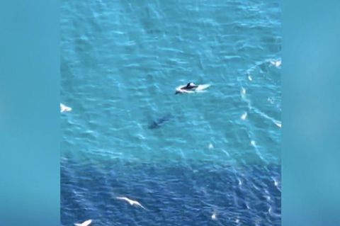 Gibraltar: Riesiger Fischschwarm bietet Delfinen ein Festmahl