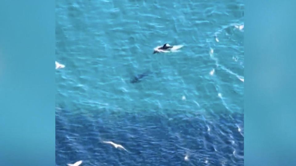 Gibraltar: Riesiger Fischschwarm bietet Delfinen ein Festmahl Gibraltar: Riesiger Fischschwarm bietet Delfinen ein Festmahl