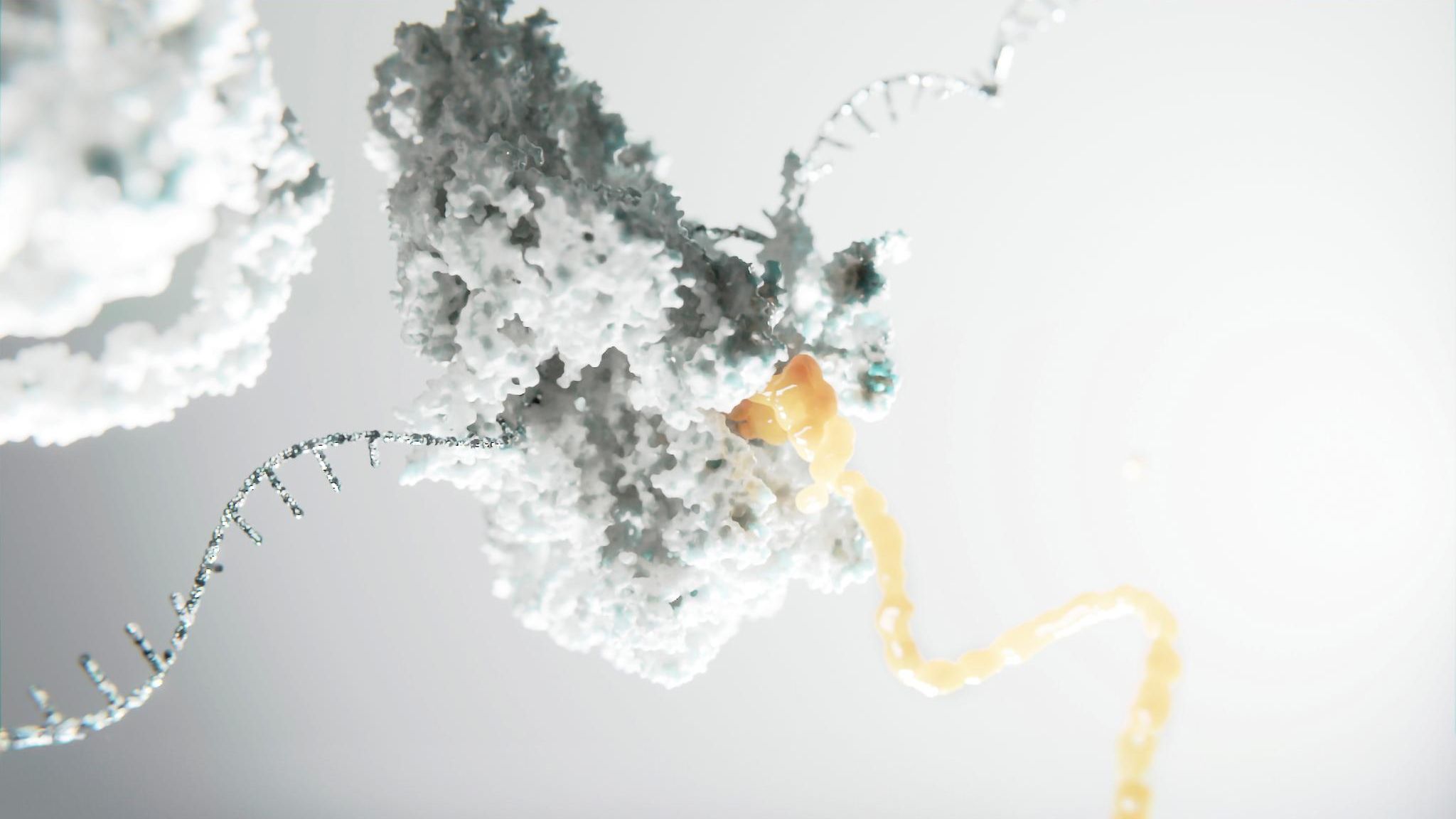 Die Computergrafik zeigt ein Ribosom, das ein Protein (gelb) produziert. Den Bauplan hierfür liefert der mRNA-Strang (silbern)