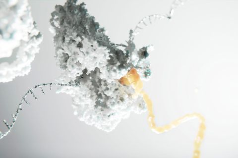 Die Computergrafik zeigt ein Ribosom, das ein Protein (gelb) produziert. Den Bauplan hierfür liefert der mRNA-Strang (silbern)