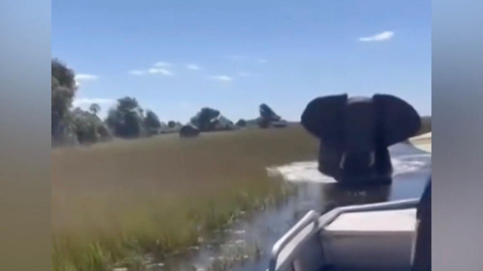 Ein Elefant watet durch den Fluss auf ein Touristenboot zu, Handyaufnahmen.