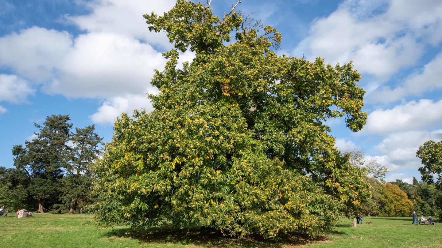 Eine Kastanie (Castanea sativa) voller reifer Früchte Eine Kastanie (Castanea sativa) voller reifer Früchte