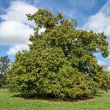 Eine Kastanie (Castanea sativa) voller reifer Früchte