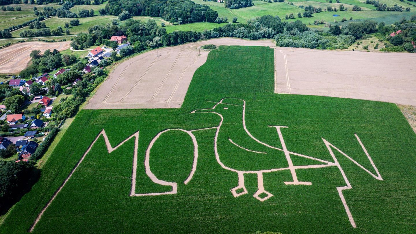 Boltenhagen, Mecklenburg-Vorpommern. Eine Drohnenaufnahme zeigt das Maislabyrinth am Ortseingang. Nur aus der Luft ist zu erkennen, dass es den Schriftzug "Moin" und eine Möwe abbildet. Durch Satellitennavigation unterstützt verteilt die Drillmaschine die Maiskörner bei der Aussaat so auf dem Acker, dass beim Heranwachsen der Pflanzen der Labyrinthweg frei bleibt und das Bild entsteht