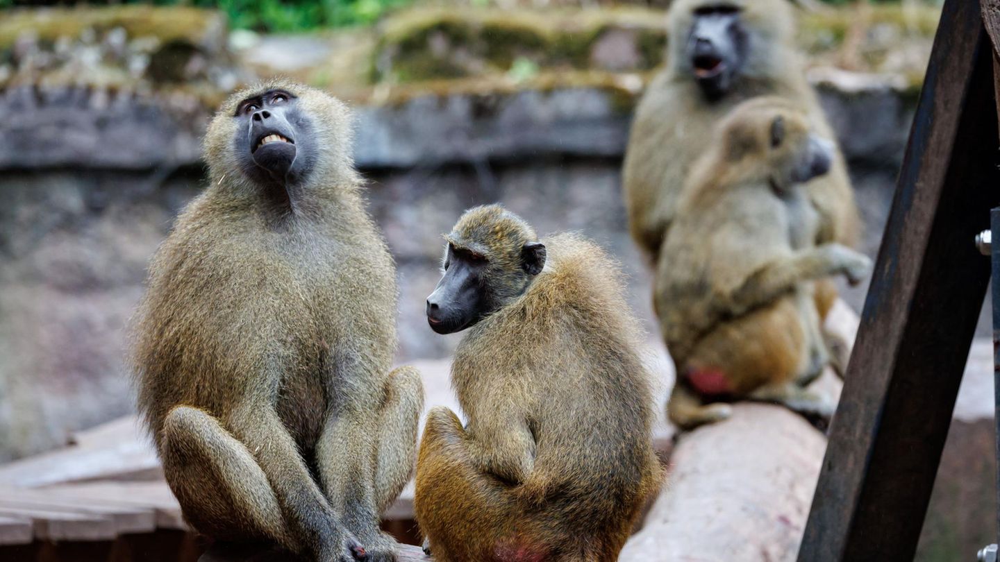 Paviane sitzen in ihrem Gehege im Tiergarten Nürnberg