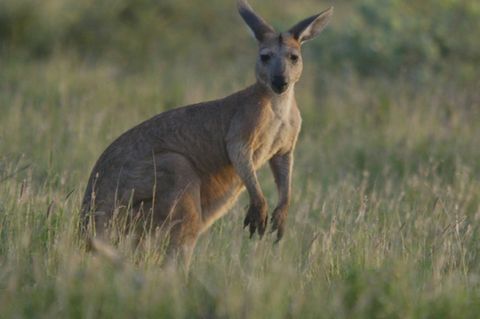 Känguru in Australien