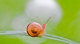 Gefleckte Weinbergschnecke