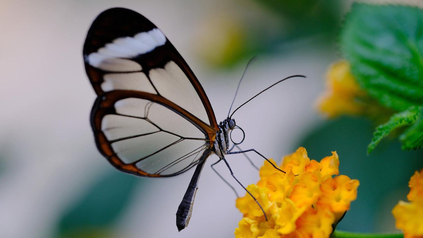 Glasflügelfalter