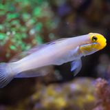 Grundel unter Wasser