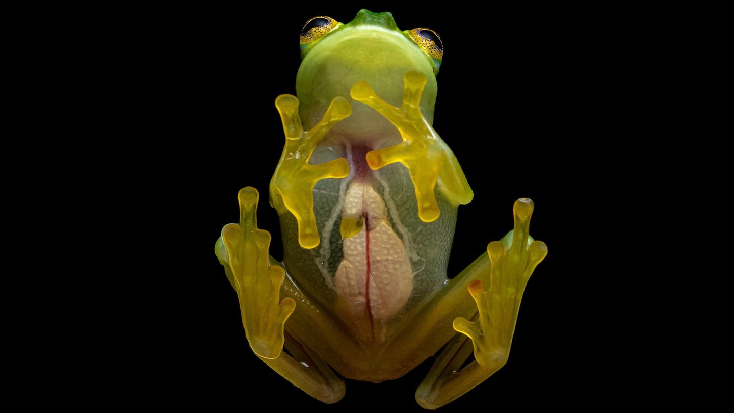 Hyalinobatrachium colymbiphyllum