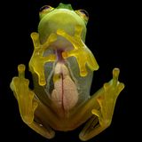 Hyalinobatrachium colymbiphyllum