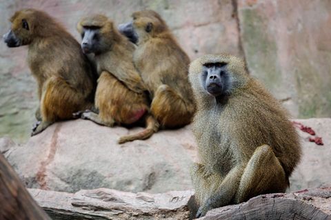 Paviane sitzen in ihrem Gehege im Tiergarten Nürnberg