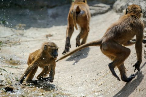 Paviane in französischem Zoo