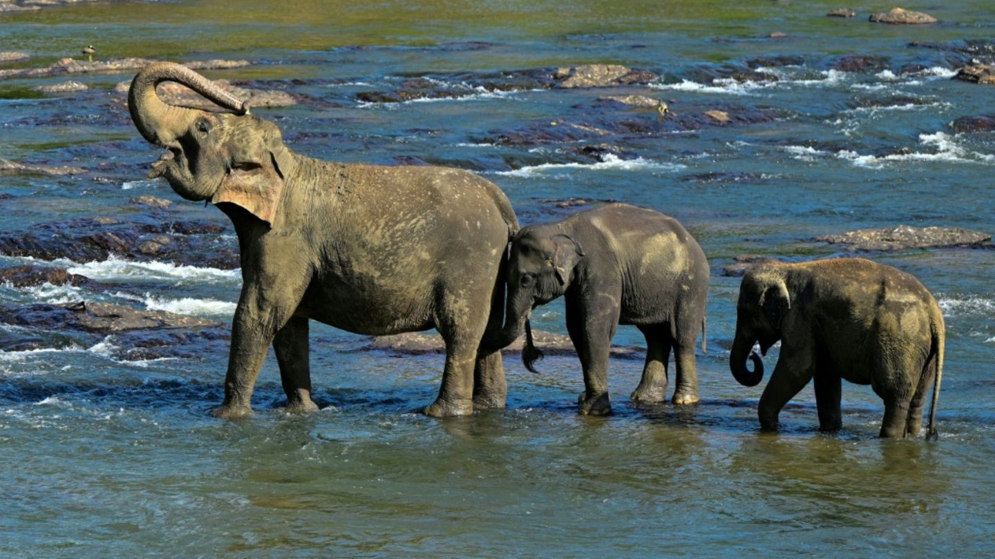 Elefanten in Sri Lanka