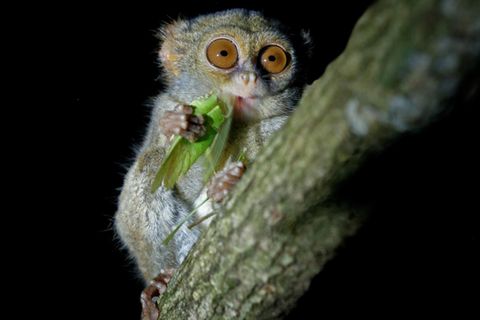 Koboldmaki frisst in einem Baum