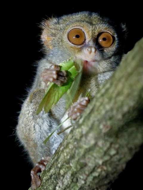 Koboldmaki frisst in einem Baum