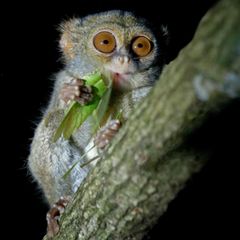 Koboldmaki frisst in einem Baum