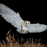 Schleiereule jagt nachts