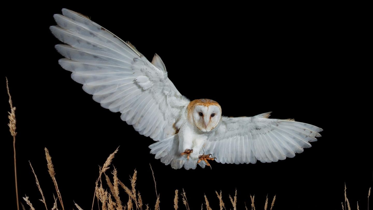 Schleiereule jagt nachts