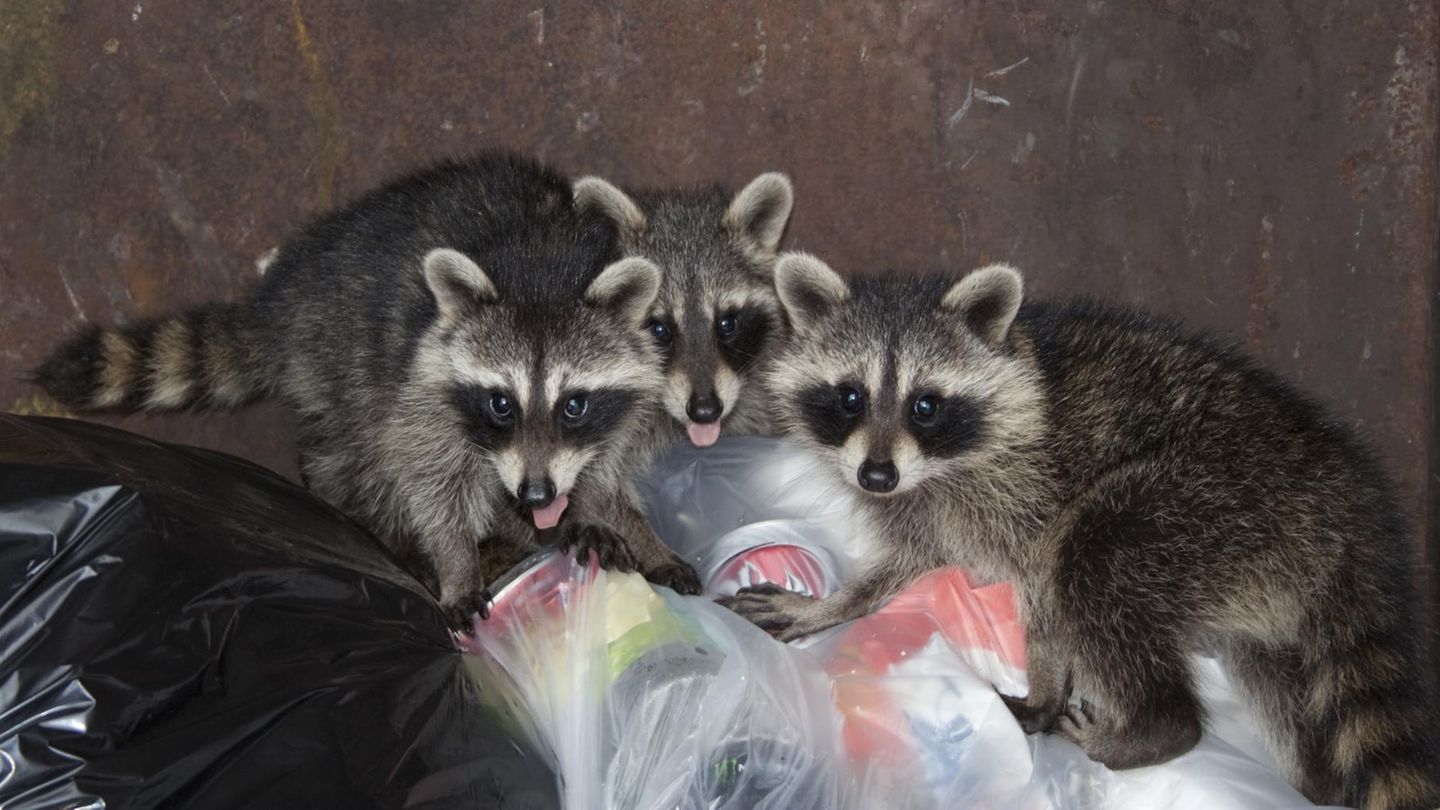 Waschbären