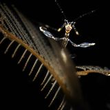 Ostsee Gespensterkrebs