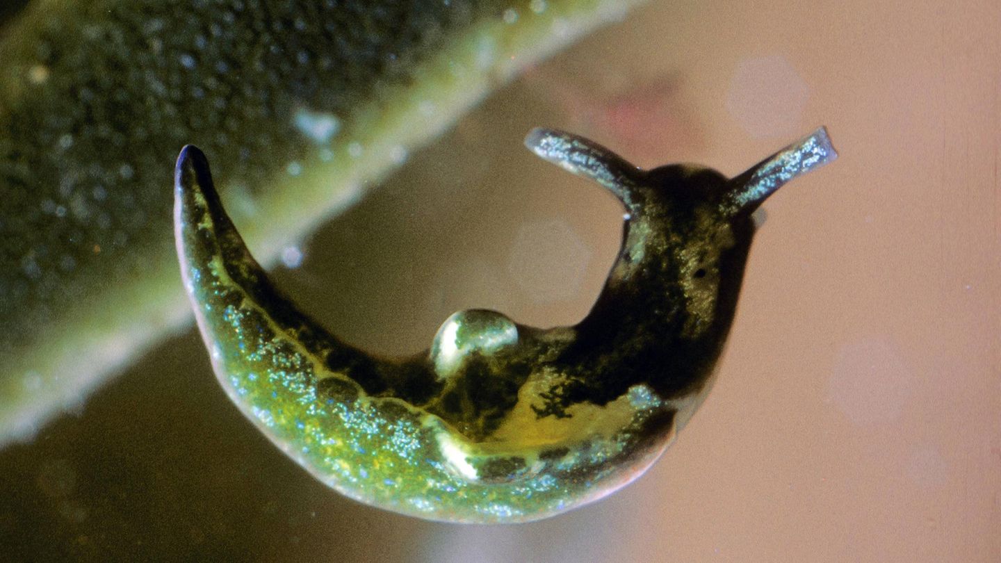 Ostsee Nacktschnecke