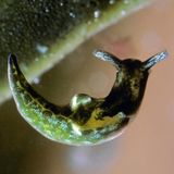 Ostsee Nacktschnecke