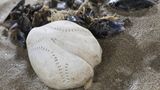 Ostsee Herzseeigel