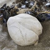 Ostsee Herzseeigel