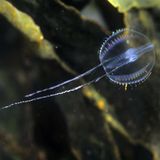 Ostsee Seestachelbeere