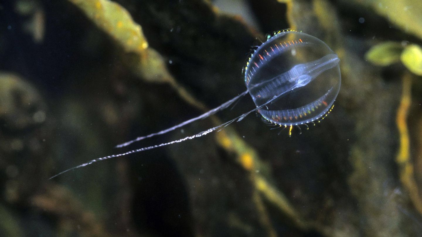 Ostsee Seestachelbeere