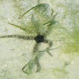 Ostsee Schlangenstern