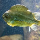 Ostsee Seehase grüner Fisch