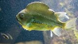 Ostsee Seehase grüner Fisch