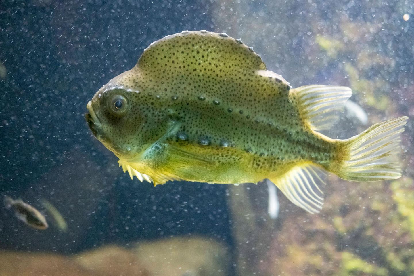 Ostsee Seehase grüner Fisch
