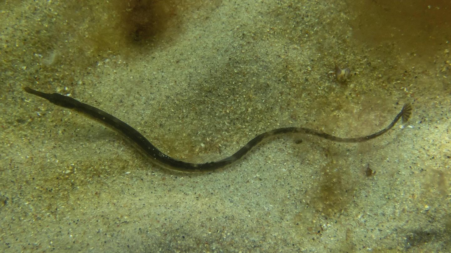 Ostsee Schlangennadel