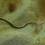 Ostsee Schlangennadel